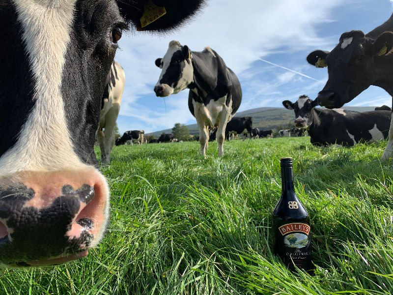 Cows with Baileys Bottle